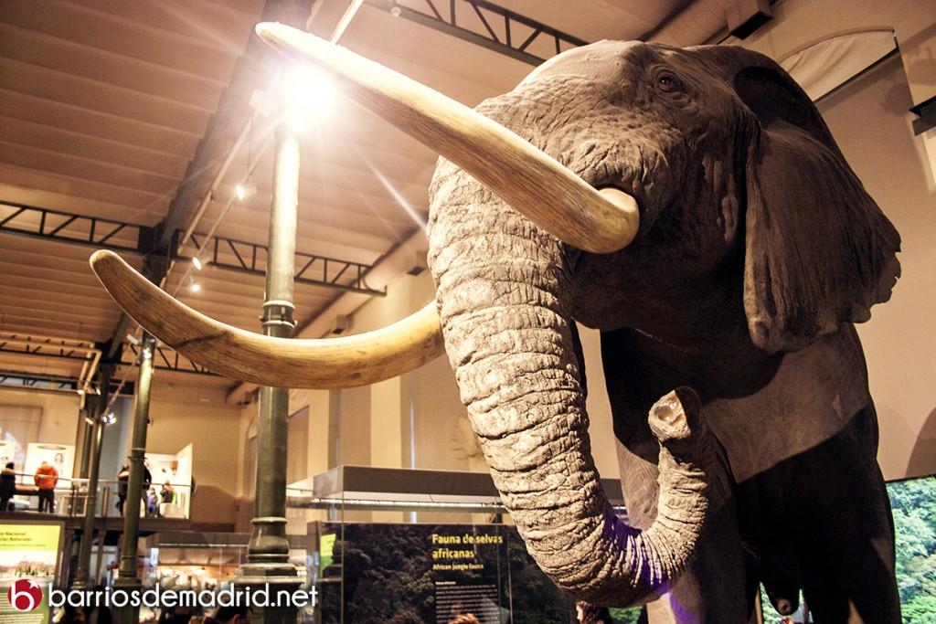 elefante museo ciencias naturales de madrid
