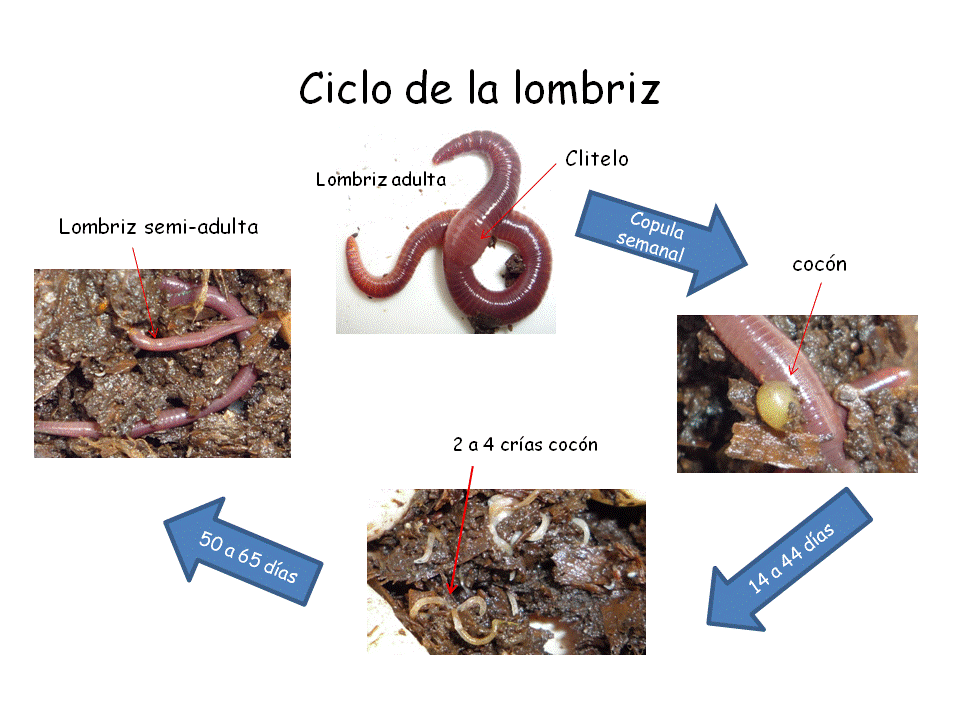 ciclo-lombriz