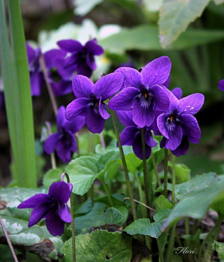 violets1