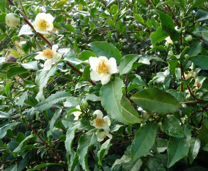 Camellia_sinensis_te_verde