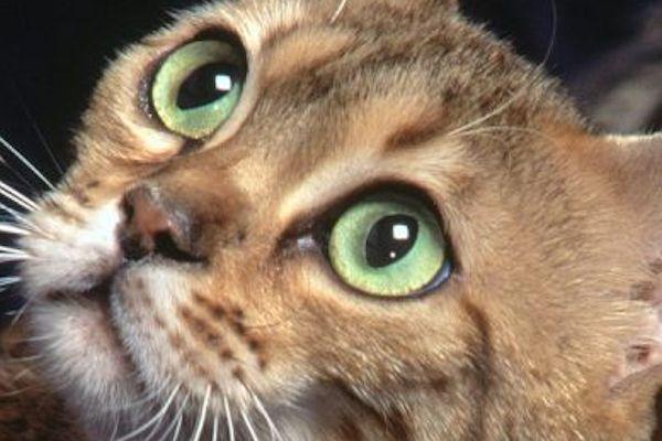 Salud y Mascotas Como Limpiar Los Ojos De Tu Gato 1