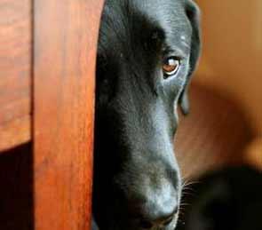 Miedos y fobias en los perros 2