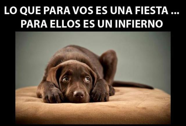 Miedos y fobias en los perros 3