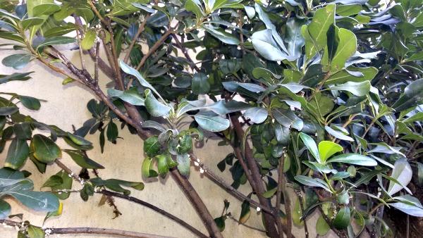Mantenimiento de jardines madrid