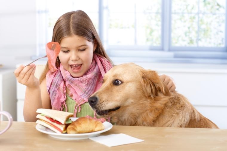 Ansiedad por la comida en los perros | Mascotas