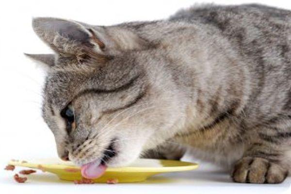 Tips Para Una Alimentación De Gatos Casera
