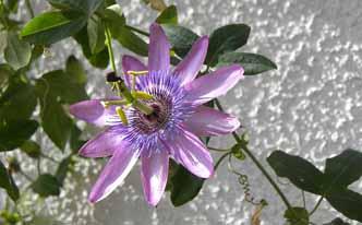 Pasiflora, una planta que combate el estrés