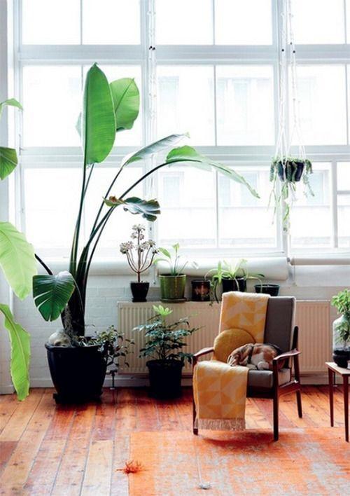 Decorar tu salón con plantas