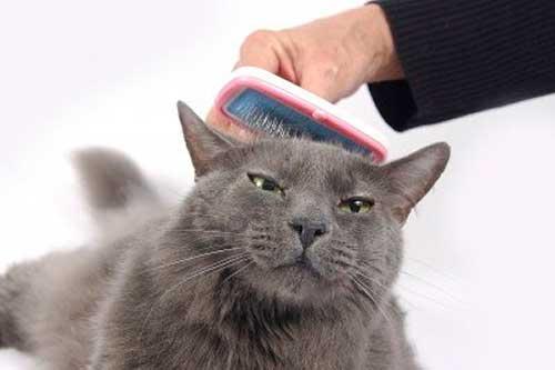 primavera-pelo-tu-gato-2