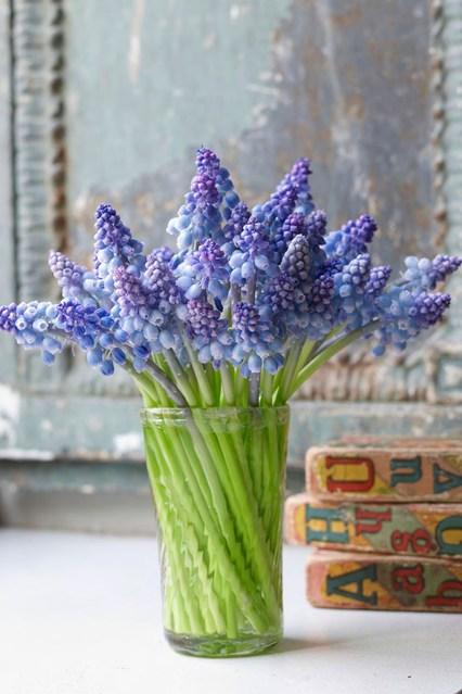 Blue_Hyacinth_house