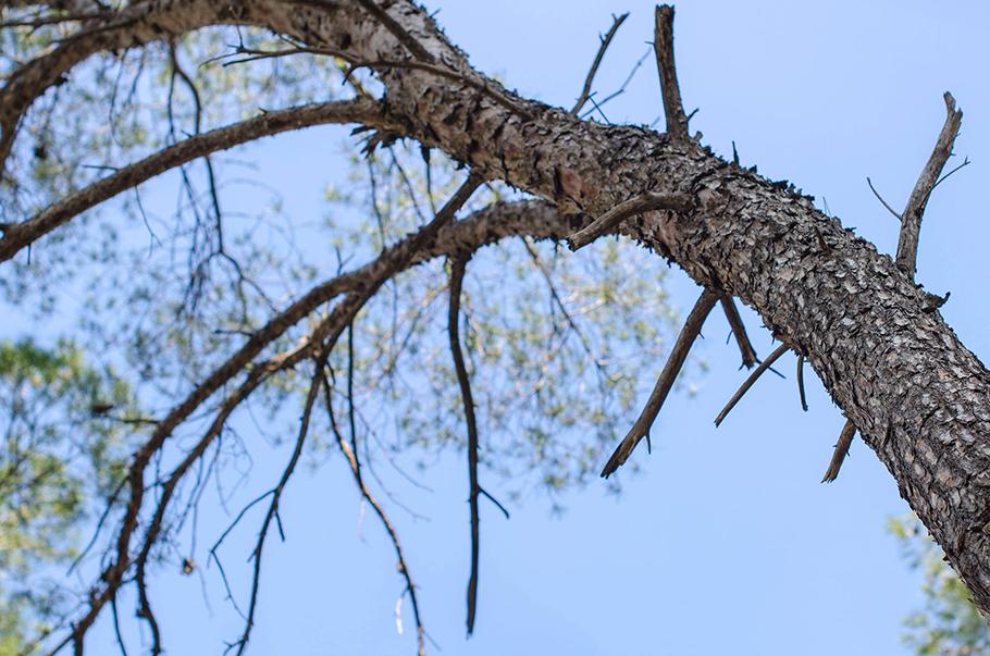 Arbol
