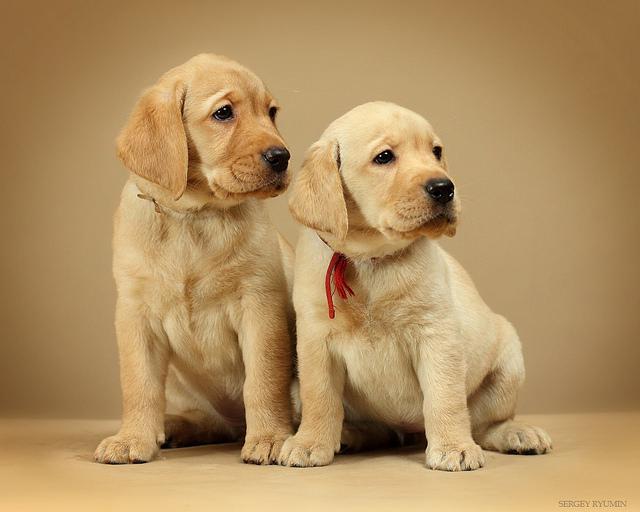 perro labrador cachorro
