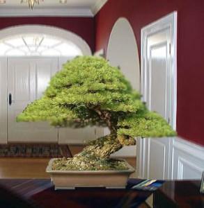 el-bonsai-como-una-planta-de-interior