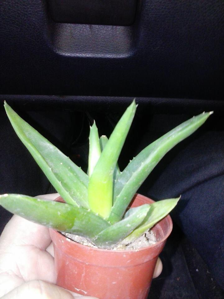 974459_10202892518388155_1388510952_n