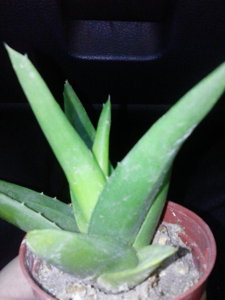 11145932_10202892515788090_1163313830_n