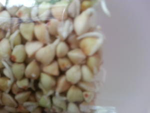 Trigo sarraceno germinado