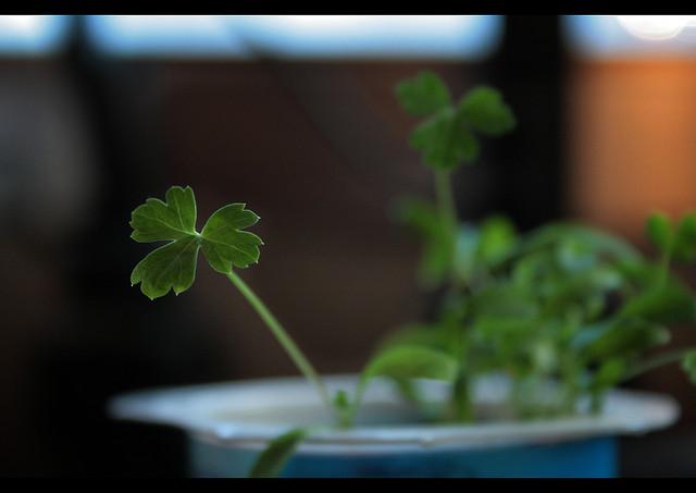 Perejil por lola (flickr)