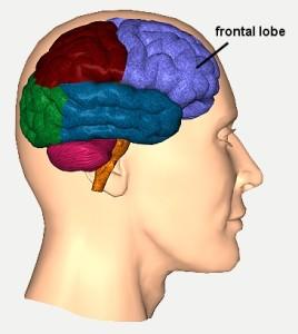 lobulo-frontal