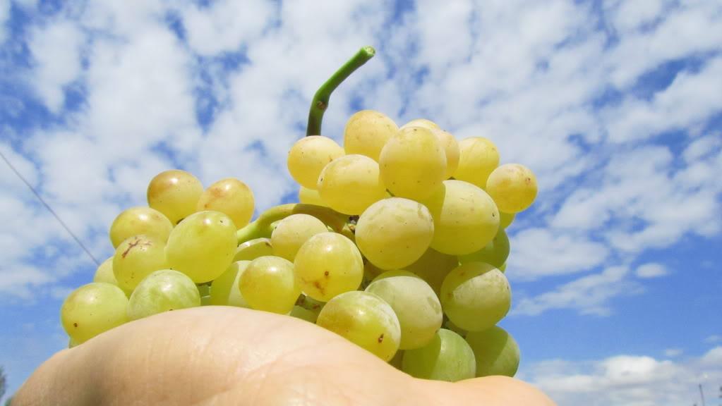 Vinoterapia- los beneficios de la uva en la piel