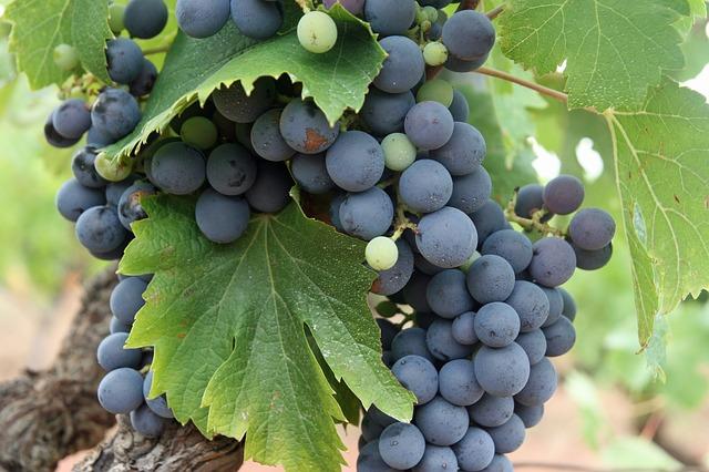 grapes-522007_640