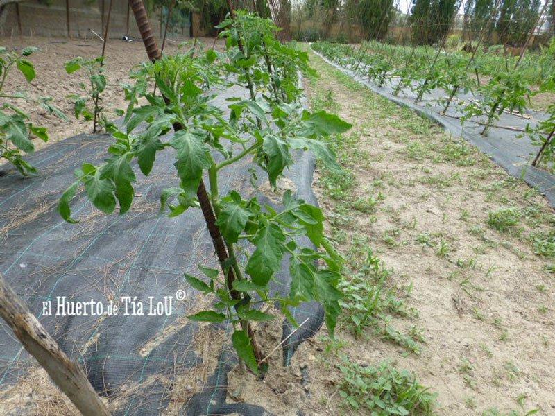 Cultivo de Tomates con Sabor Viento en popa tomatera