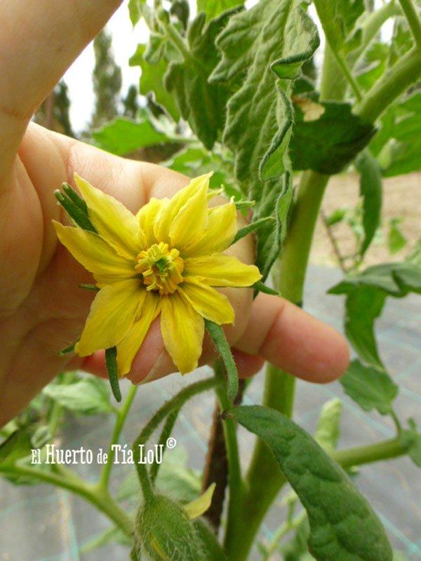Cultivo de Tomates con Sabor Viento en popa tomatera