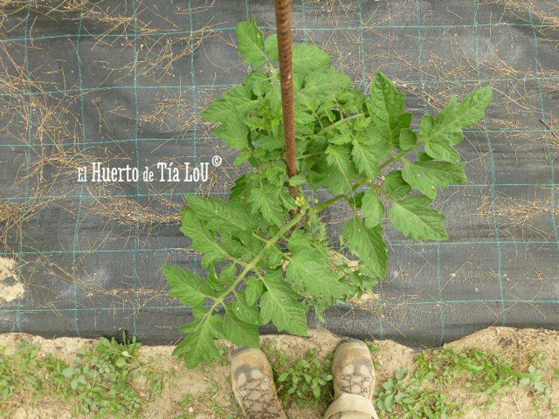Cultivo de Tomates con Sabor Viento en popa tomatera