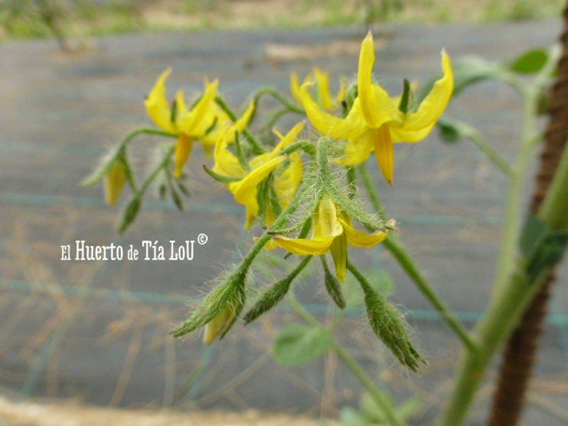 Cultivo de Tomates con Sabor Viento en popa tomatera