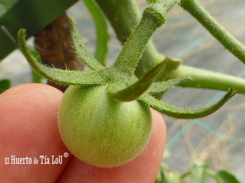 Cultivo de Tomates con Sabor Viento en popa tomatera