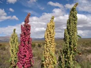 quinoa