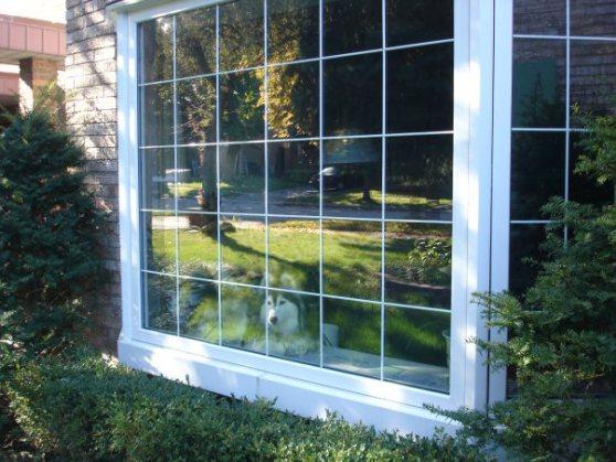 tally el perro que se cree gato