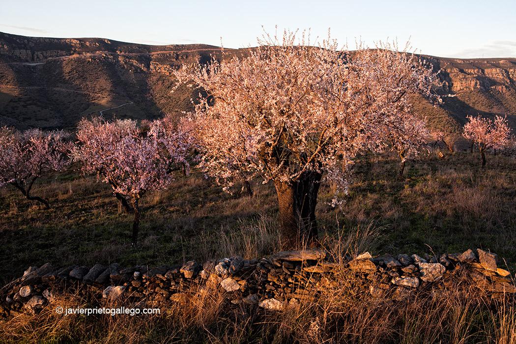 Almendros en flor cerca de La Fregeneda. Los Arribes salmantinos. Salamanca. Castilla y León. España © Javier Prieto Gallego