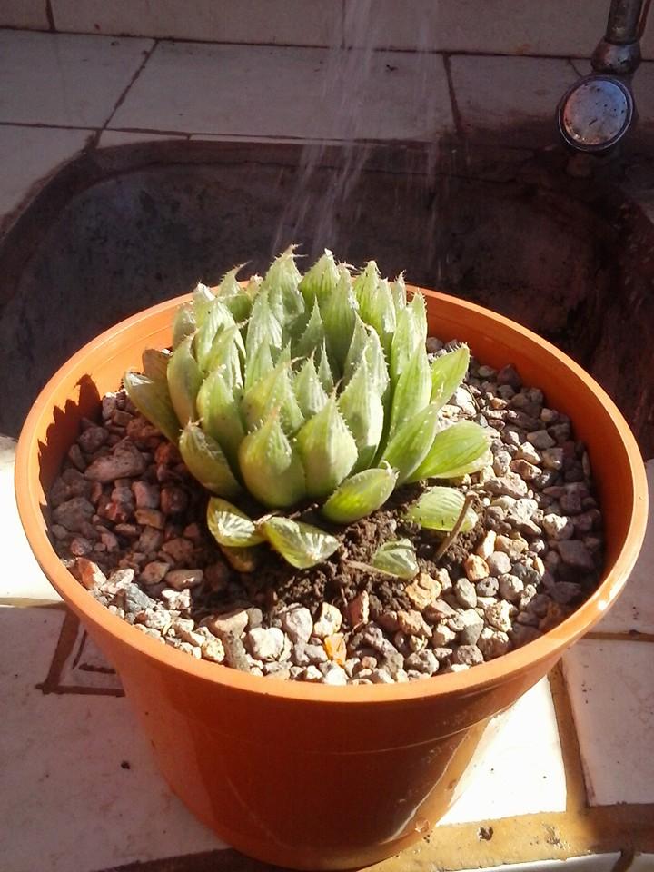 11262444_389307894594426_8183746685413372970_n