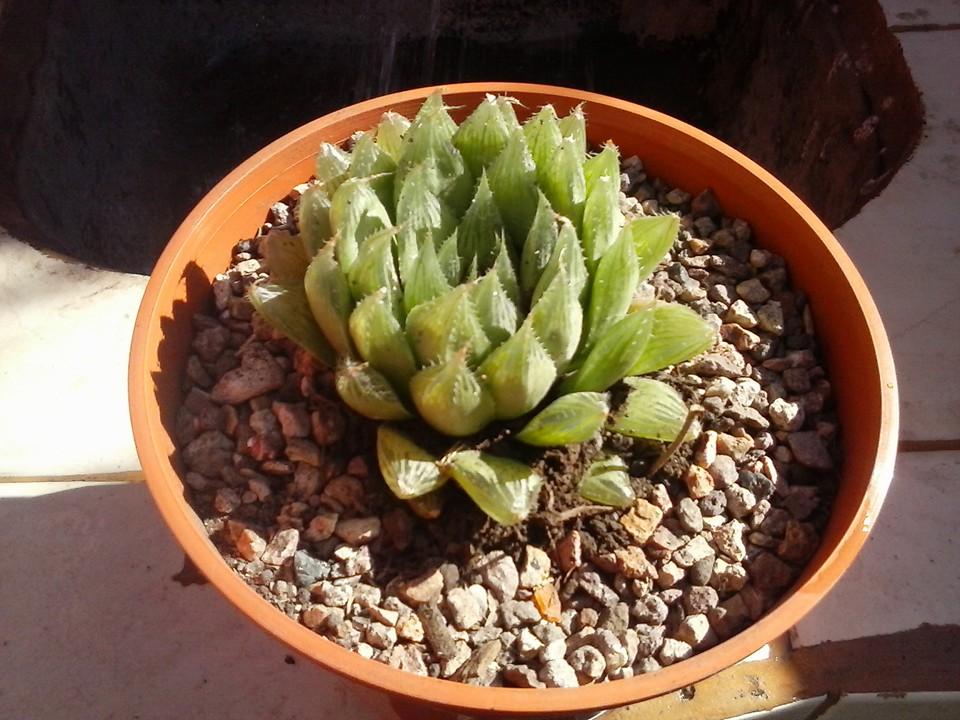 11009201_389307857927763_2257139496094124254_n