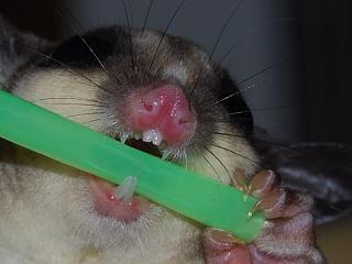 mordedura sugar glider