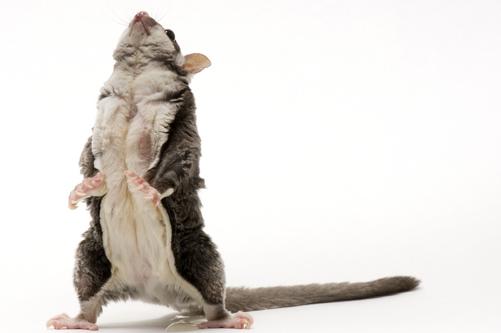 sugar glider de pie