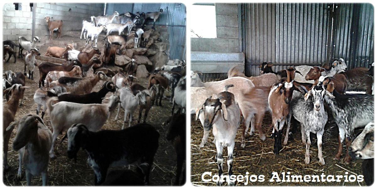Cabritas