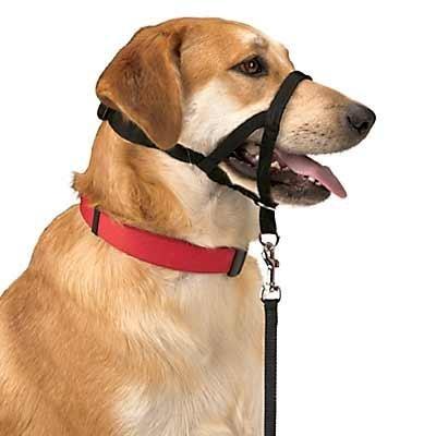 collar halti de hocico