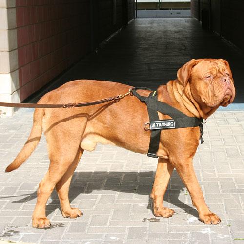 Arnes nylon de juegos para perros