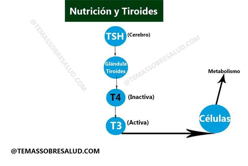 deficiencias nutricionales