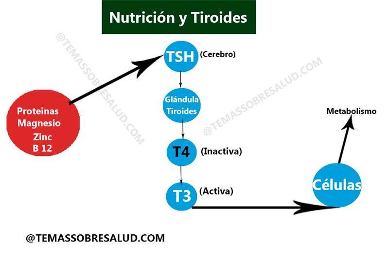 deficiencias nutricionales