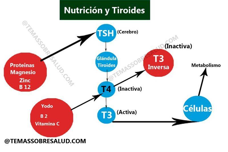 deficiencias nutricionales