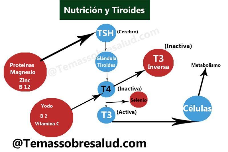 deficiencias nutricionales