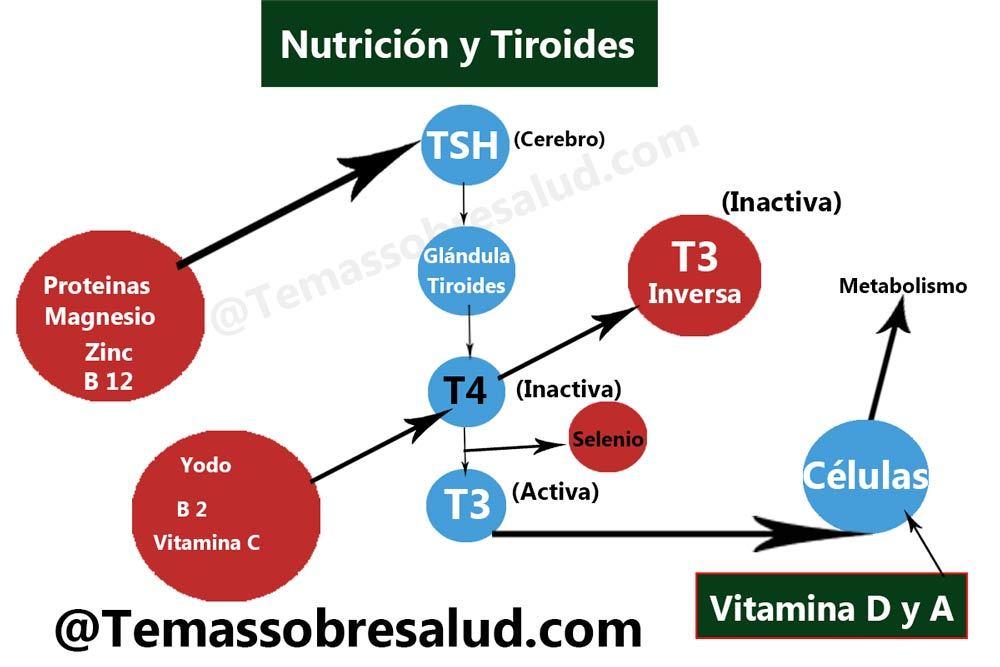 deficiencias nutricionales