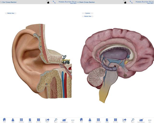 Atlas_oido_cerebro