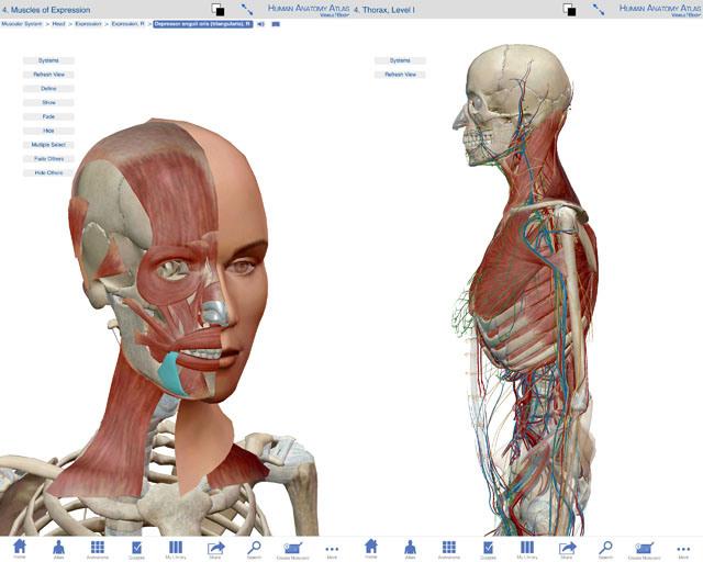 Atlas_anatomia
