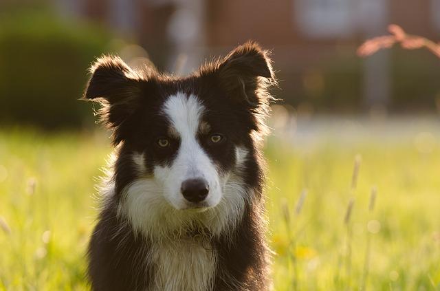 border-collie-700810_640