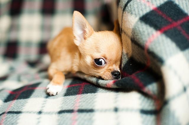 chihuahua-820086_640