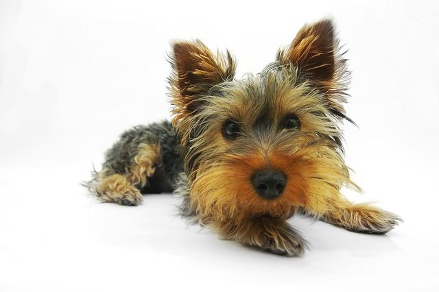 Yorshire Terrier