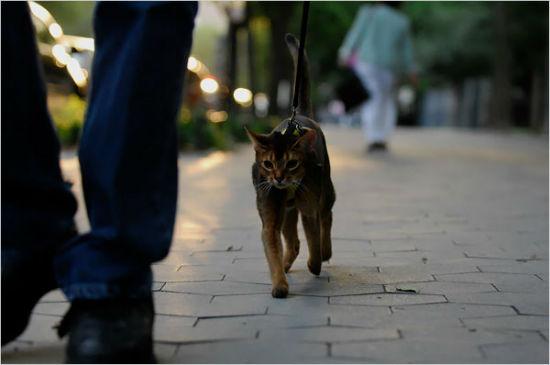 enseñar-un-gato-pasear-correa-7